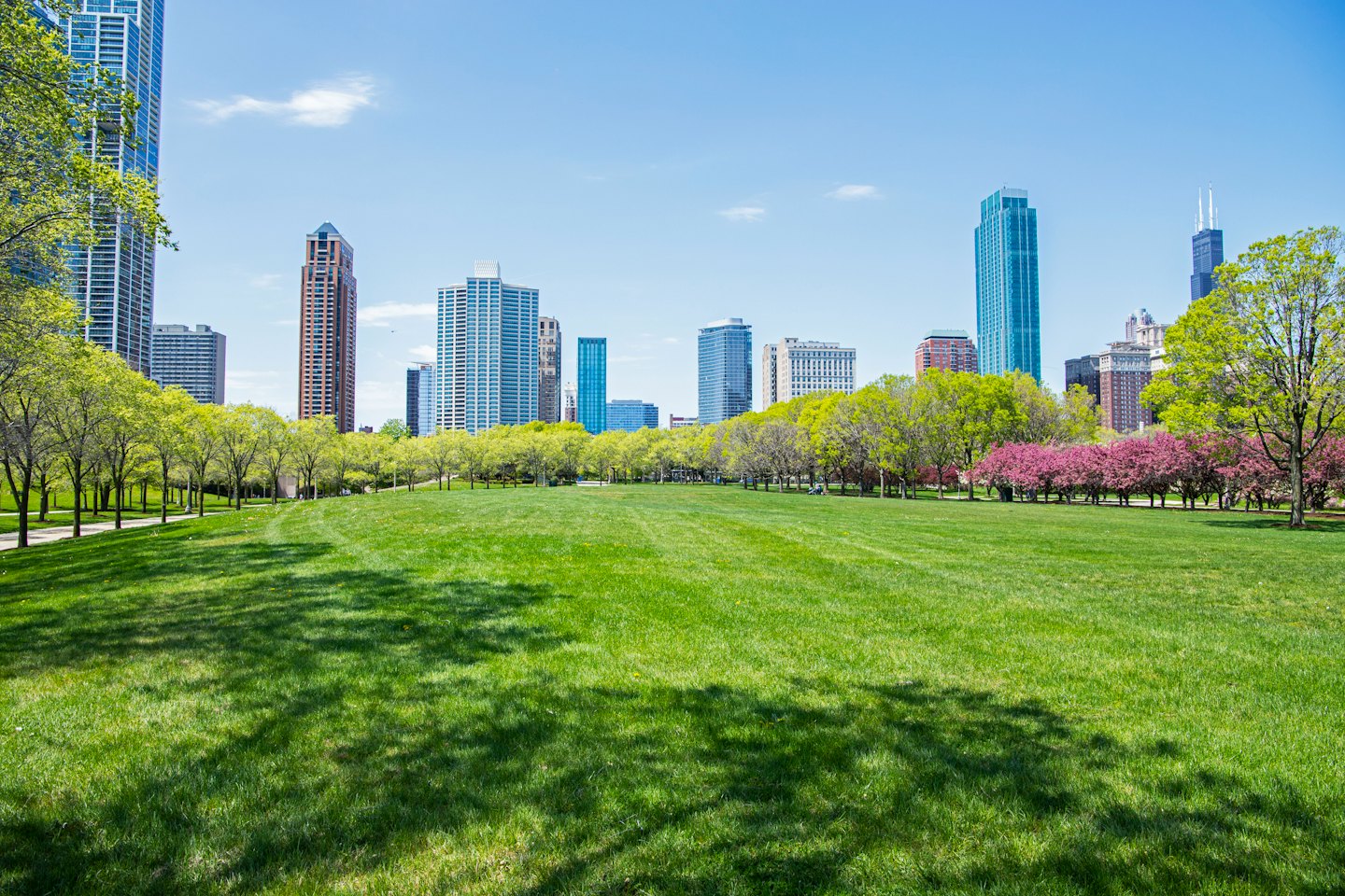 Green park grass bordered by blooming trees and city buildings.